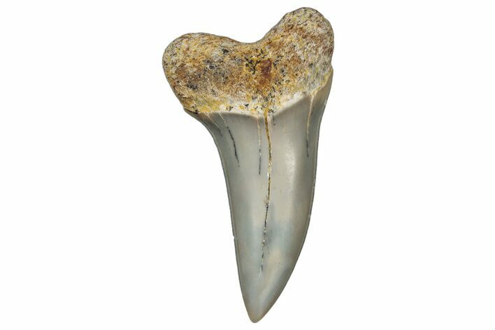 Fossil Shark Tooth (Carcharodon planus) - Bakersfield, CA #306827